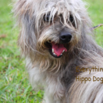 Mini Hippo Dog Breed Care Guide