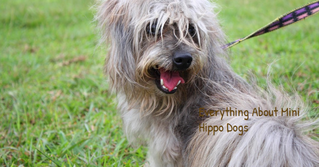 Mini Hippo Dog Breed Care Guide